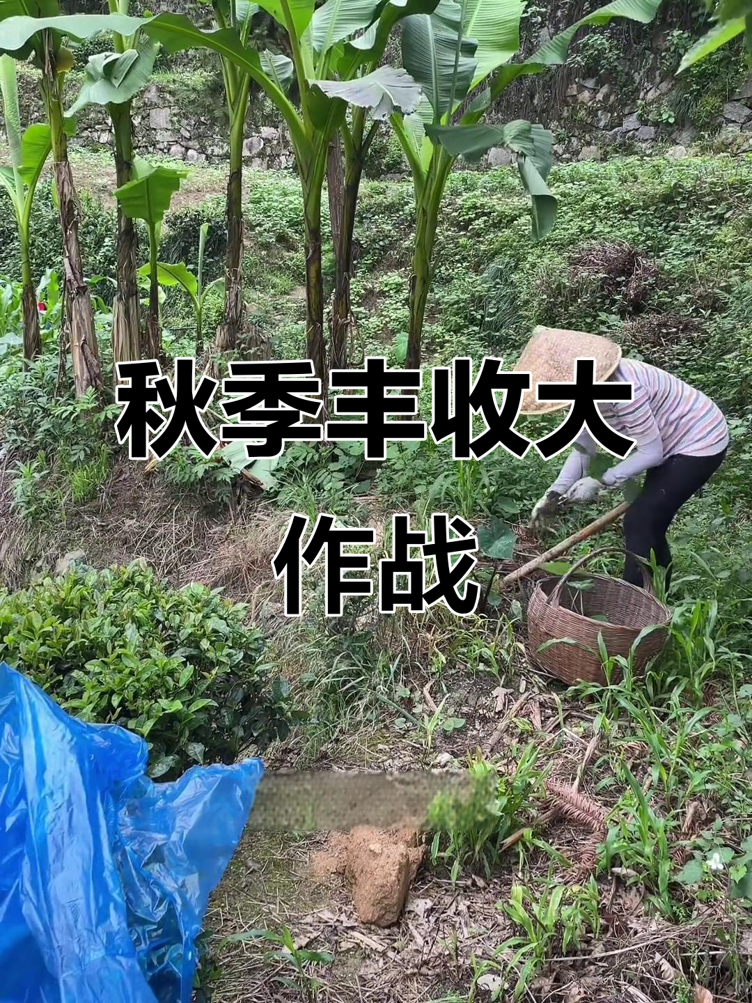 秋天收获满满,黄金鱼与红鱼头等你来挖