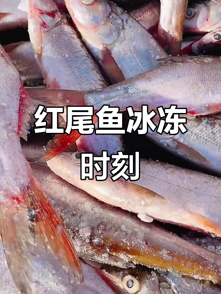镜泊湖红尾鱼冻住瞬间，东北冷天下的奇迹