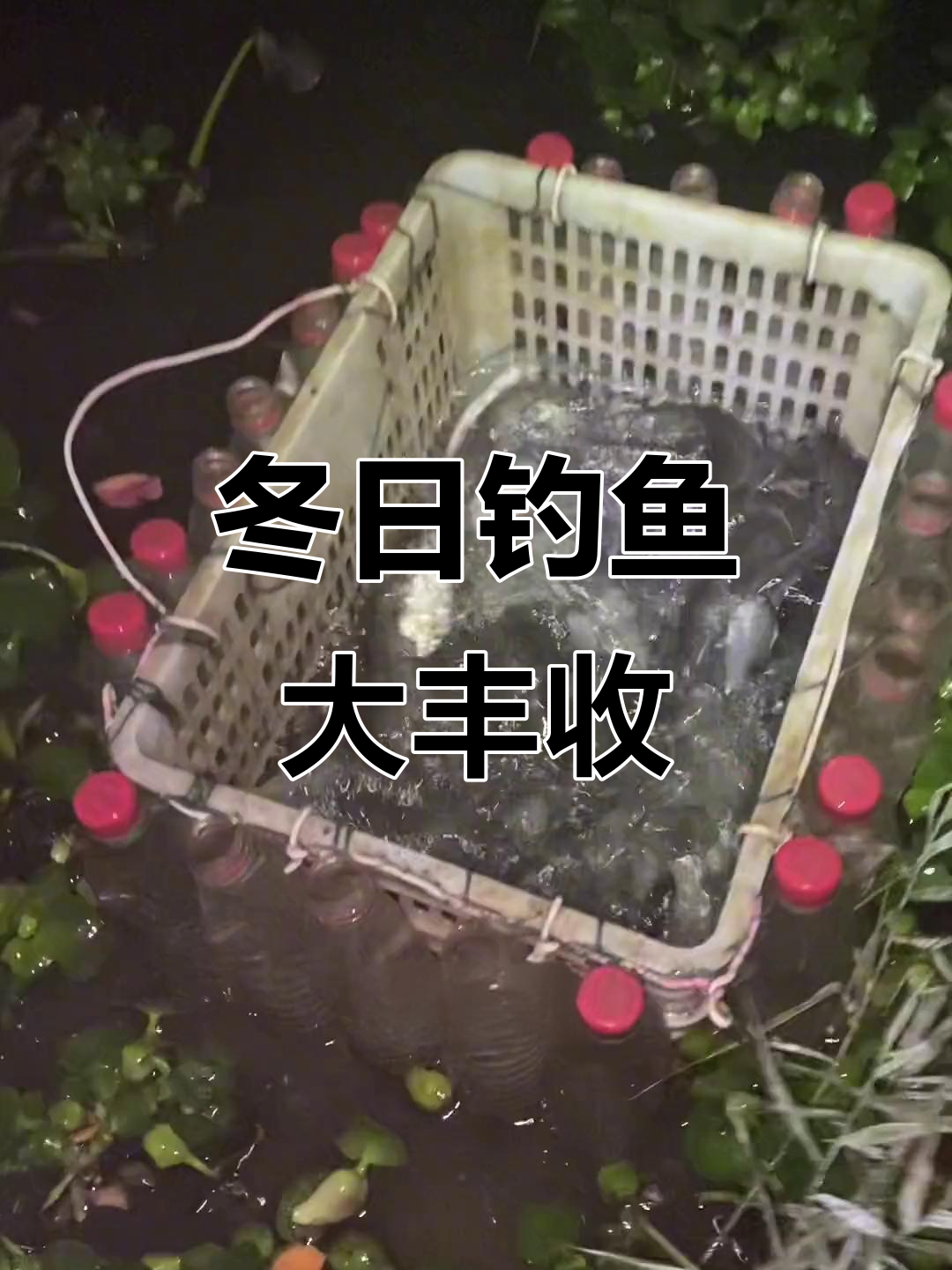 冬季夜钓八须土鲶鱼,连竿收获满满!