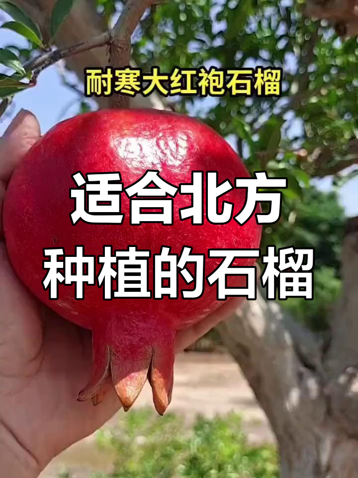 大红袍石榴树耐寒品种,南北皆宜