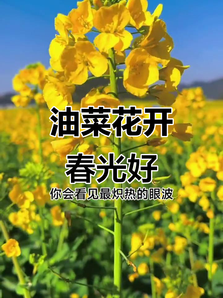 朋友圈春意盎然,油菜花盛开才是真正的春天