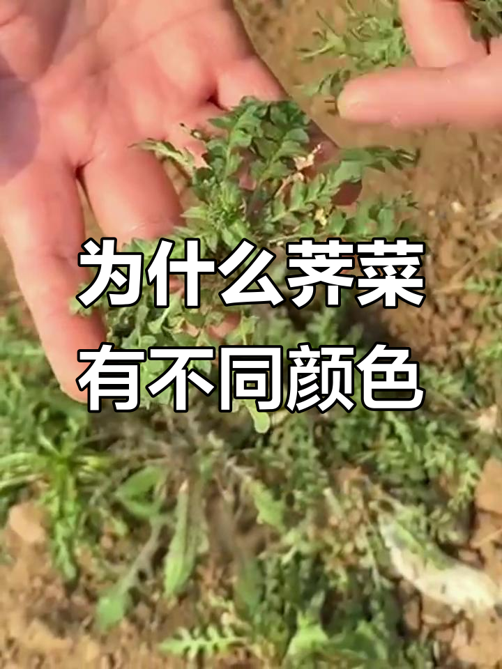 荠菜颜色差异大?这些原因你得知道