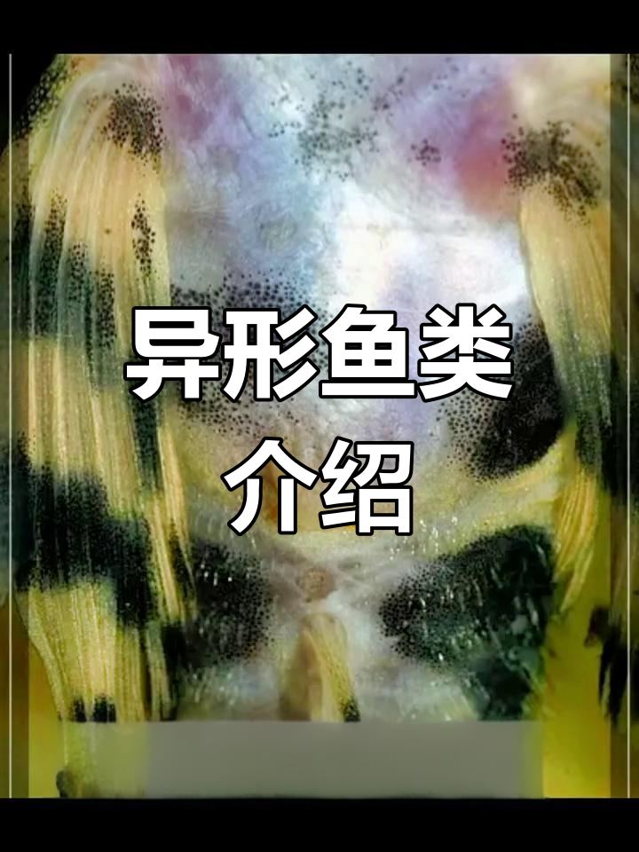 异形鱼种类大揭秘,带你了解各种独特品种