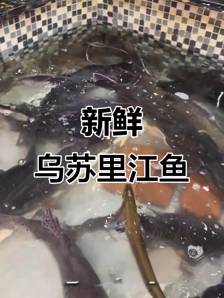 乌苏里江鱼新鲜到货,鲜美滋味让你停不下来!