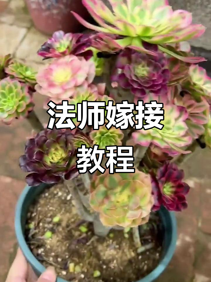 多肉法师嫁接技巧大揭秘,轻松打造新花头