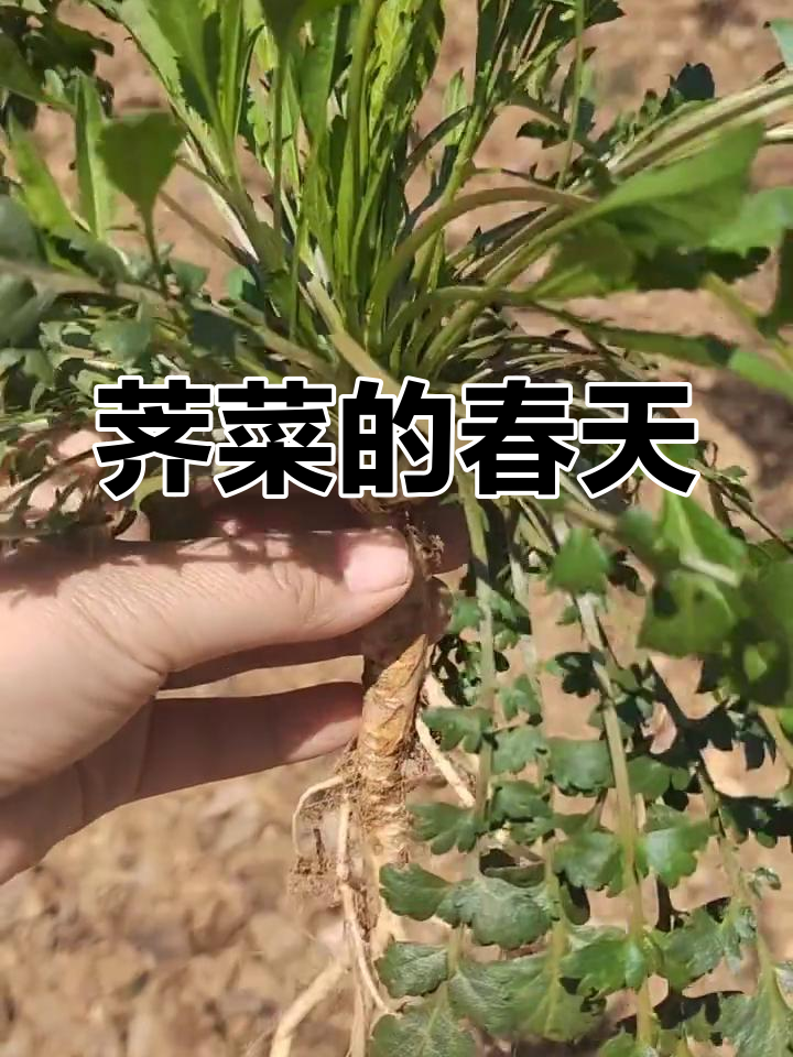 荠菜与春色共舞,溪畔小白花争艳