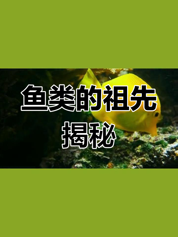 文昌鱼的起源与进化