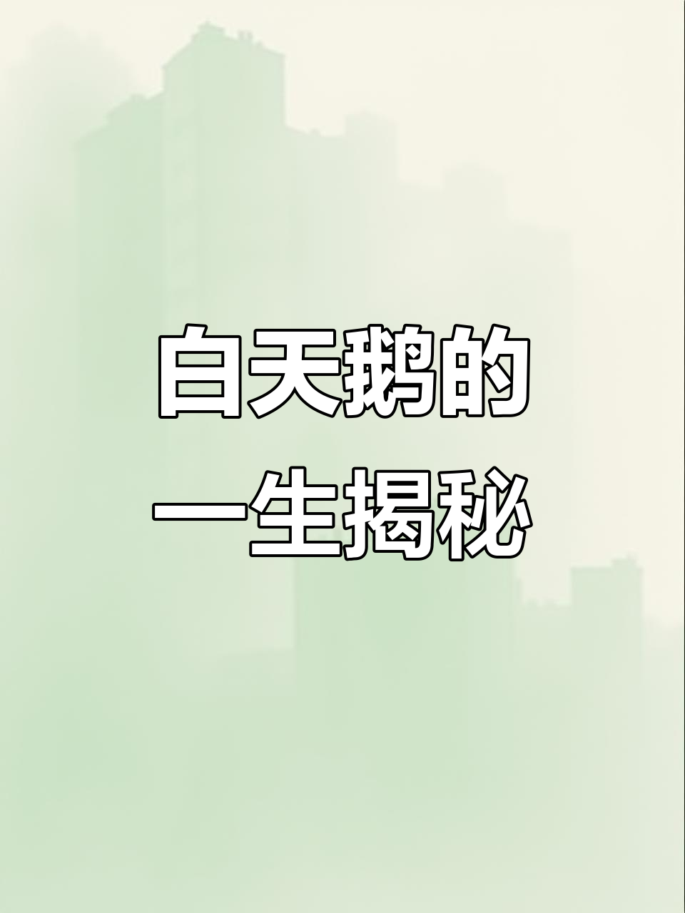 白天鹅的传奇一生:从孵化到飞翔的故事