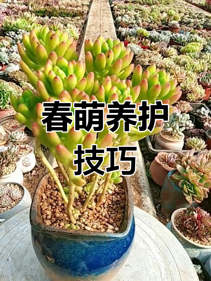 春萌多肉植物养护全攻略,教你如何避免冻伤