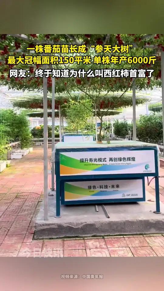 一株番茄苗长成“参天大树”,最大冠幅面积150平米,单株年产6000斤