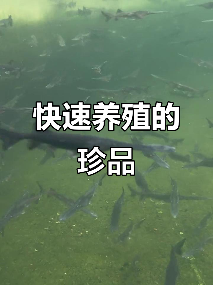 鸭嘴鲟鱼,生长迅速,南北皆宜,肉质鲜嫩