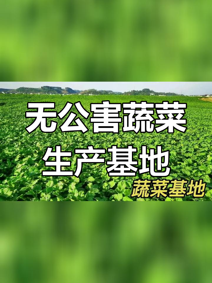潼南桂林蔬菜基地:绿色无公害生产示范