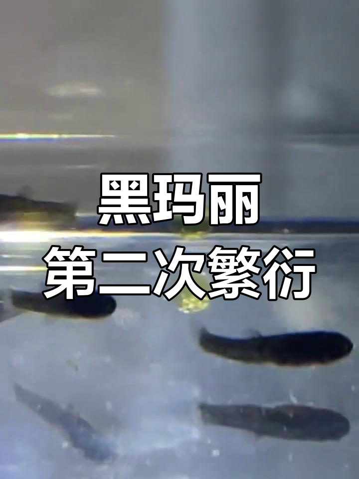 黑玛丽鱼再次繁殖,见证新生命的诞生