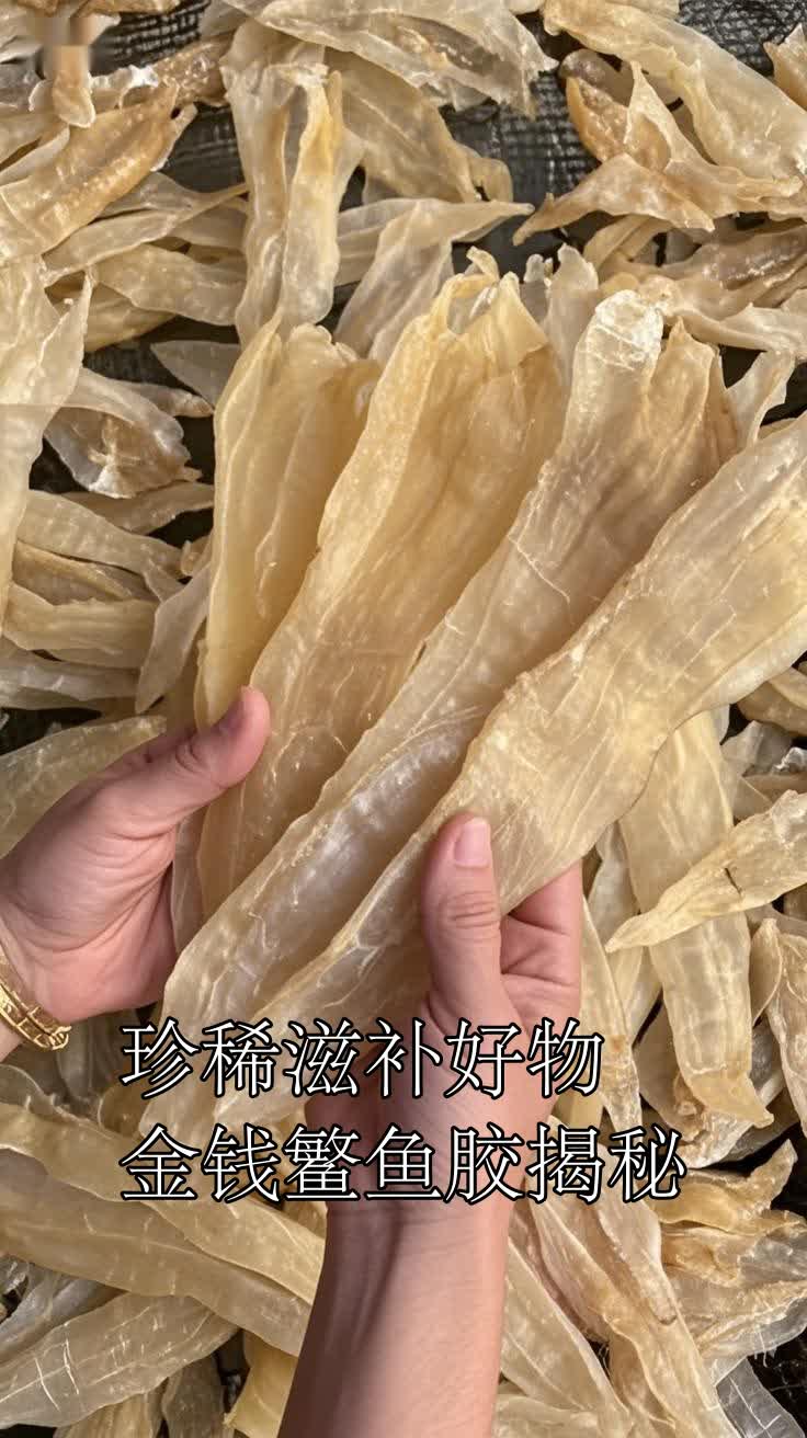 珍稀滋补好物金钱鳘鱼胶揭秘