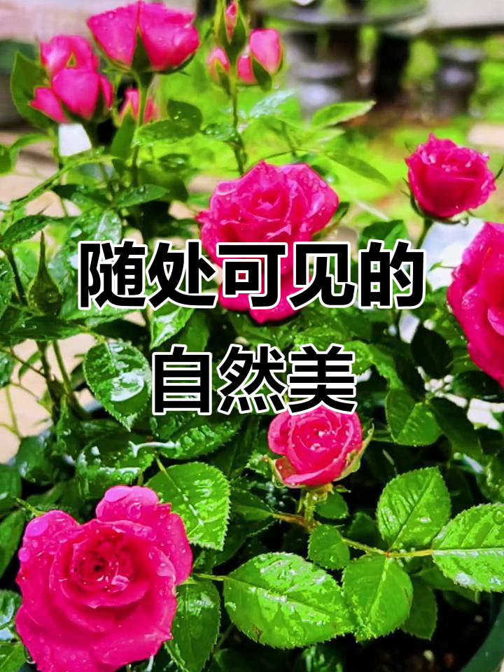 一花一草皆美景,随手拍下大自然的魅力