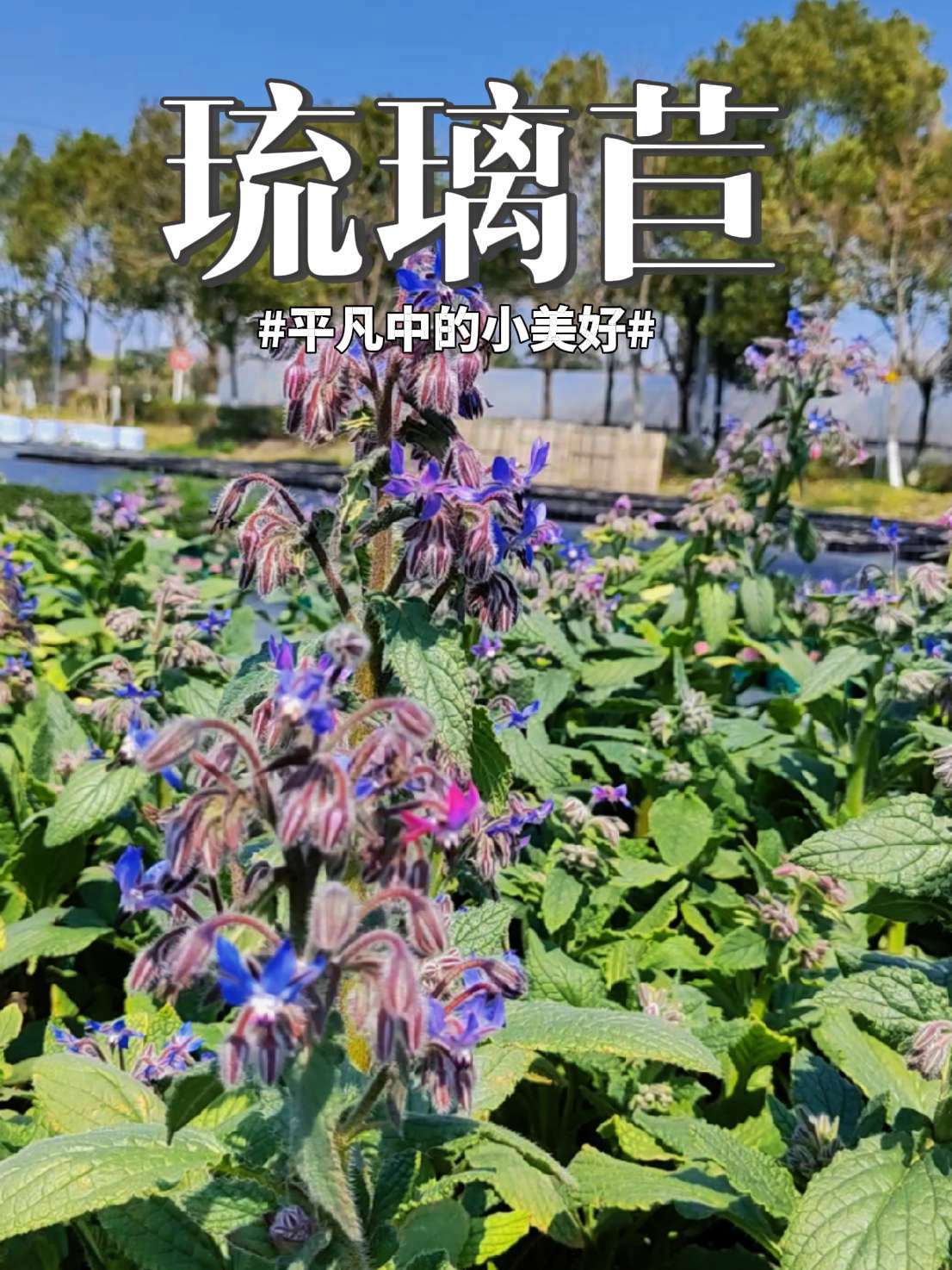 芳香植物推荐:琉璃苣(照片拍摄于3月20日)花期3月-5月,开花时其花呈现出鲜艳的深蓝色,