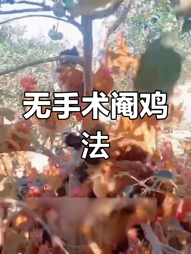 轻松阉鸡,白胡椒五味子搞定