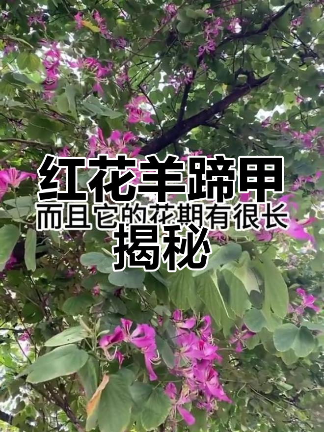香港市花紫荆花的秘密:你了解它的由来吗?