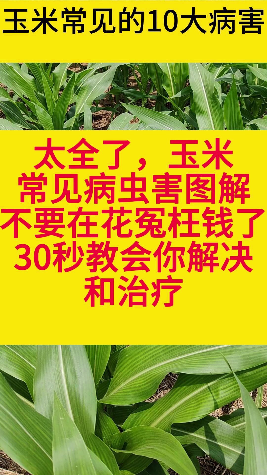 玉米常见的10大病害识别与防治配方