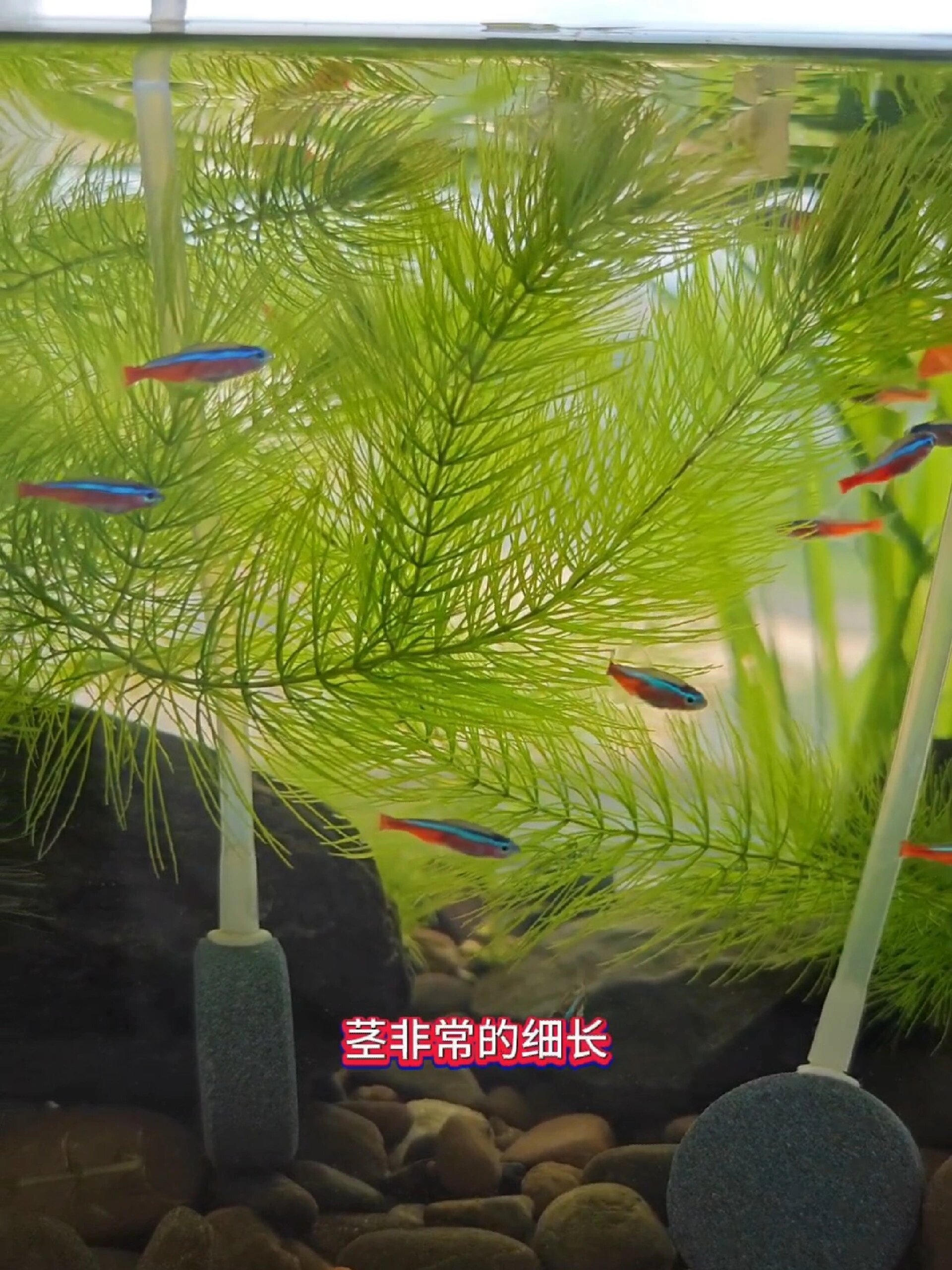 金鱼藻是非常适合新手养殖的一种水草