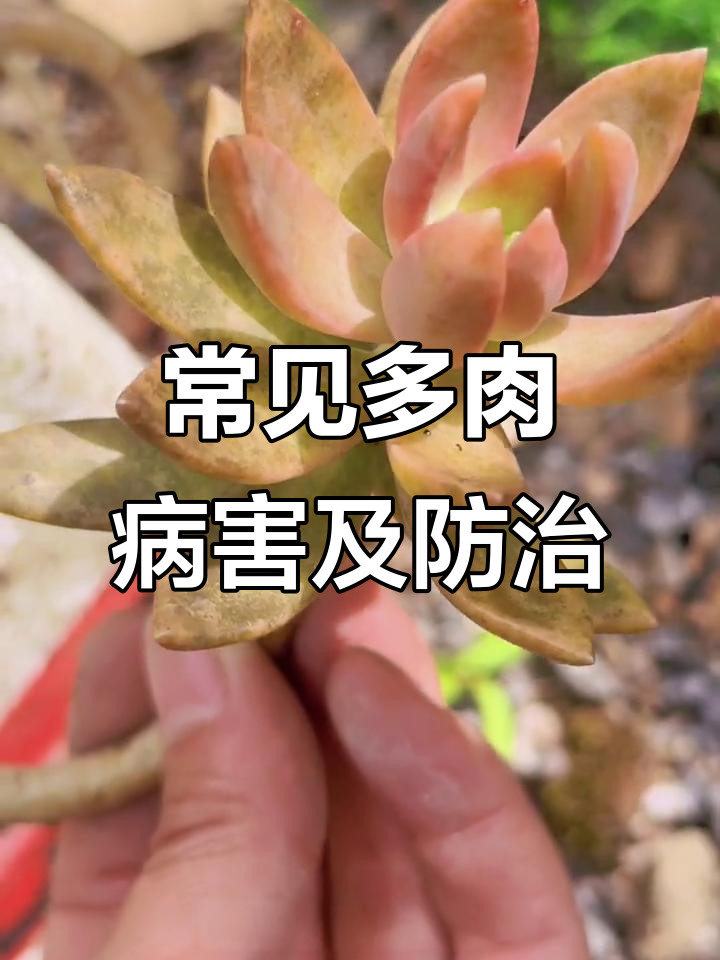 多肉养护必知五大病害,轻松防治不再难
