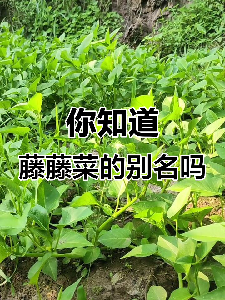 藤藤菜，你到底还叫它什么名字？