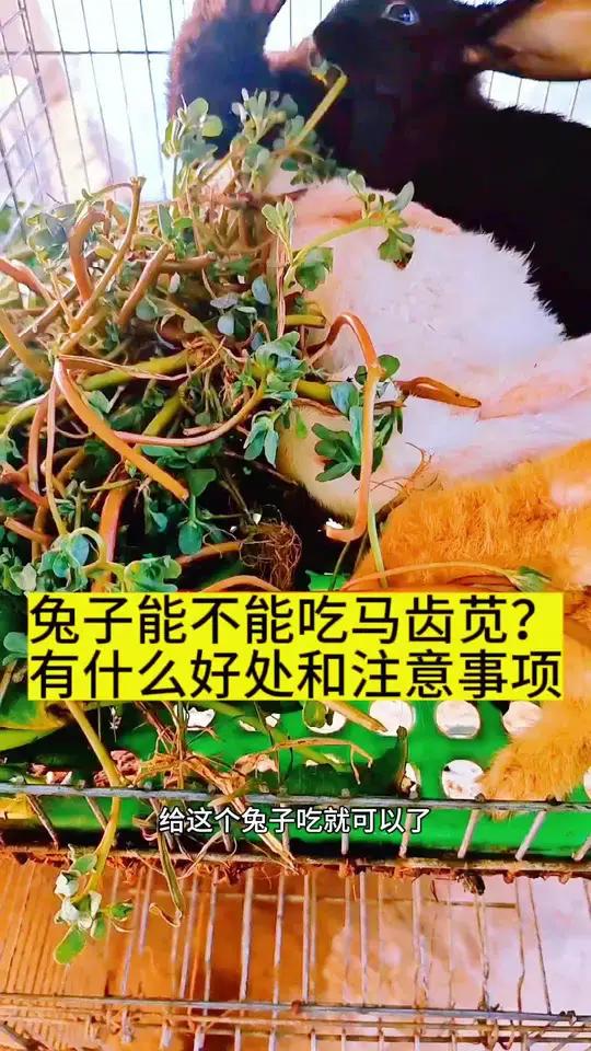 兔子能不能吃马齿苋?有什么好处和需要我们注意的事项?你知道吗 创作灵感 肉兔养殖 农村创业