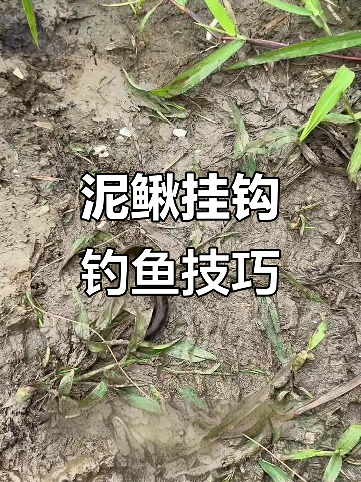 用泥鳅做饵,钓黑鱼、翘嘴鳜等肉食性鱼类最有效