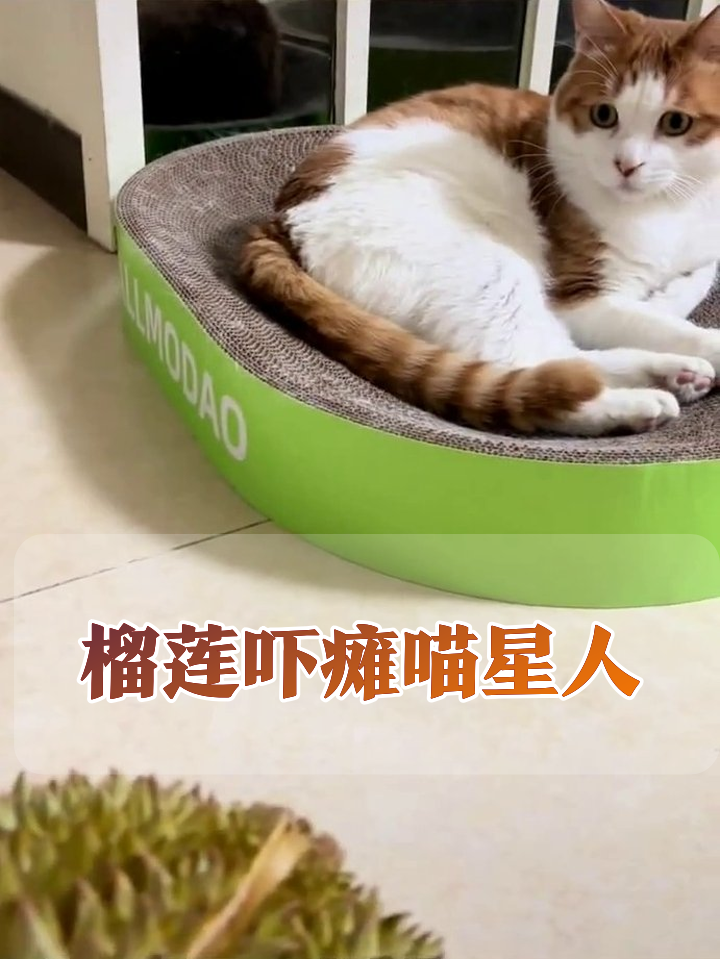榴莲入侵猫窝!俩喵星人吓出表情包,一个躺平一个懵