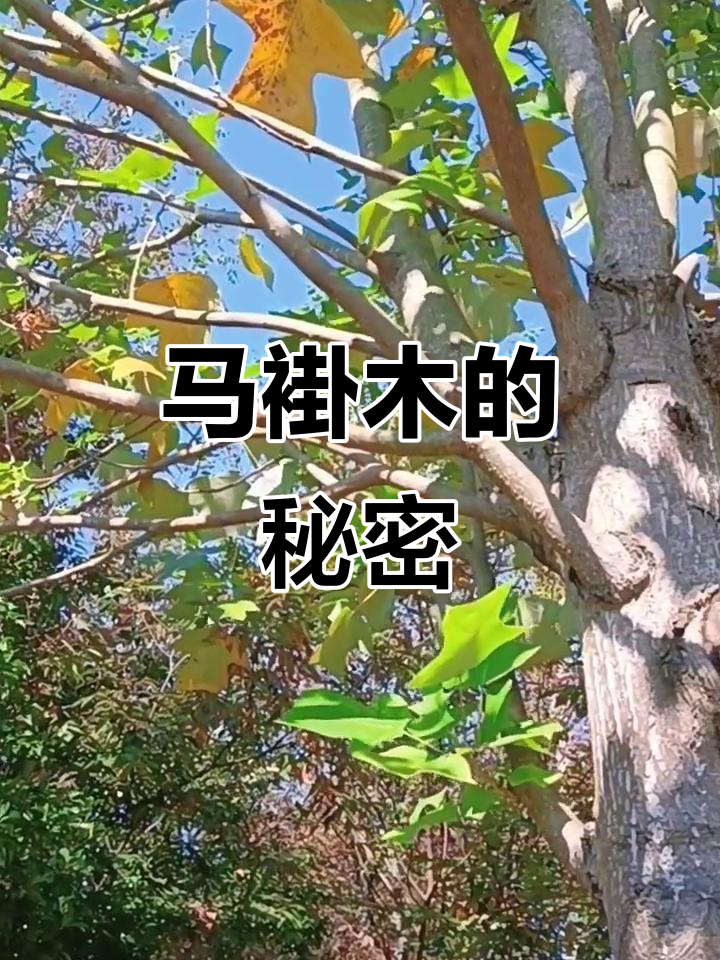 鹅掌楸:马褂木与郁金香的美丽邂逅