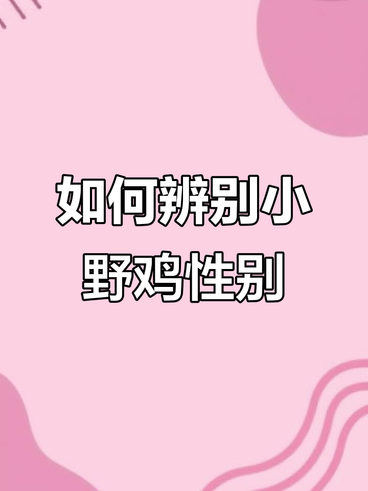 小野鸡公母分辨技巧,一看就懂