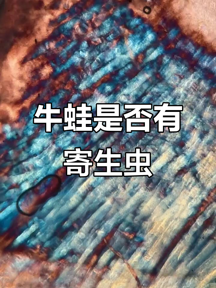 牛蛙肌肉里真有寄生虫?显微镜下揭秘真相