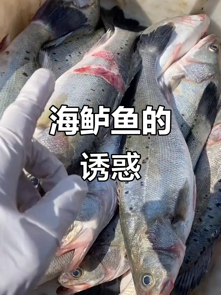 野生海鲈鱼,肉质鲜美,价格亲民!