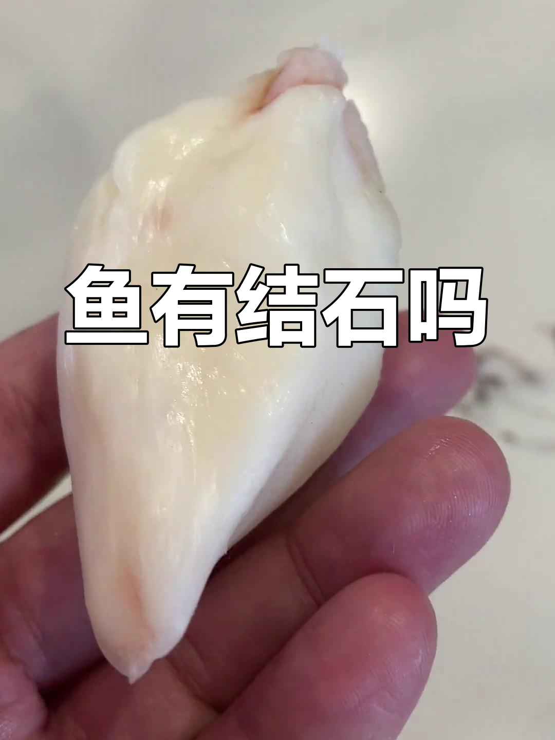 鱼竟然会得结石?