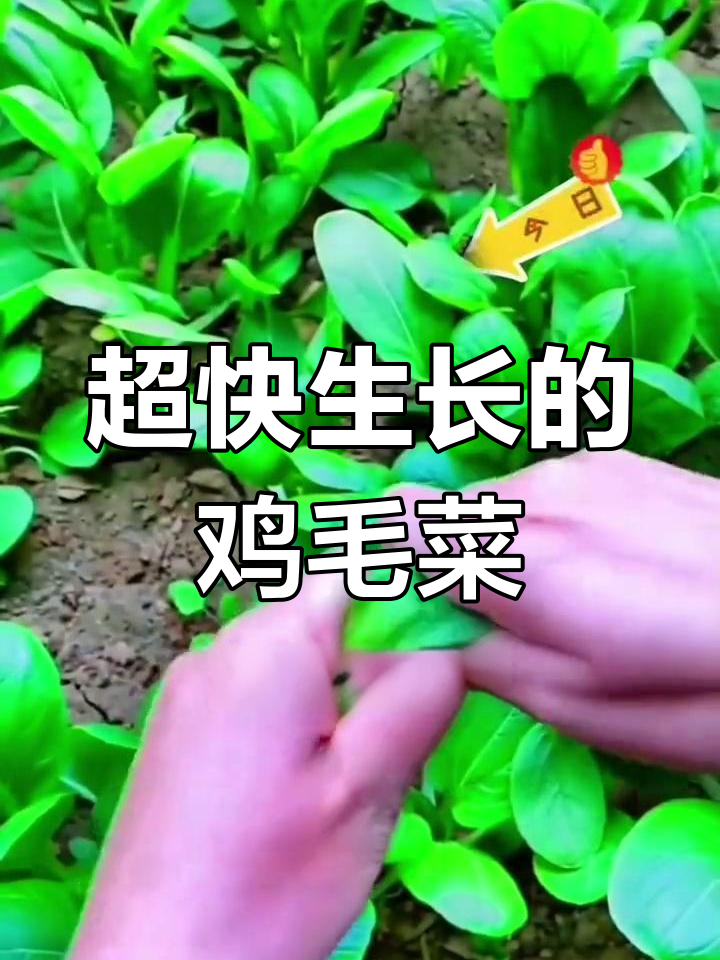鸡毛菜,嫩如小油菜,20天就能收获!