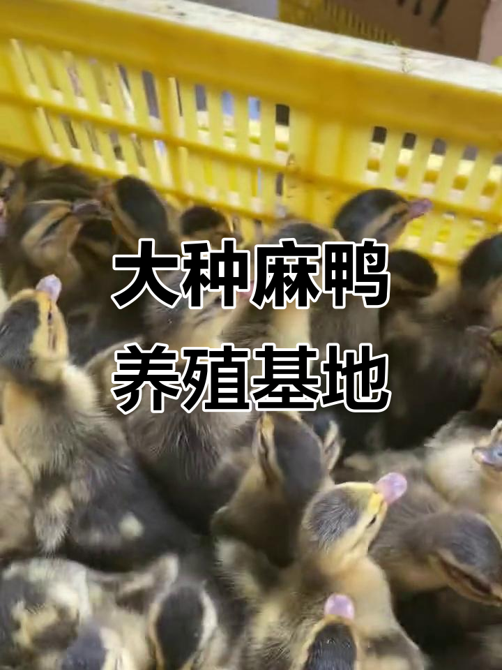 广西大种麻鸭孵化场，8斤重优质鸭苗供应