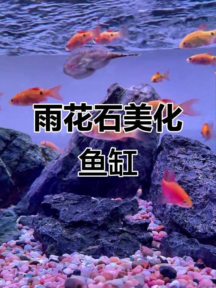 鱼缸底砂铺雨花石,水质净化又美观