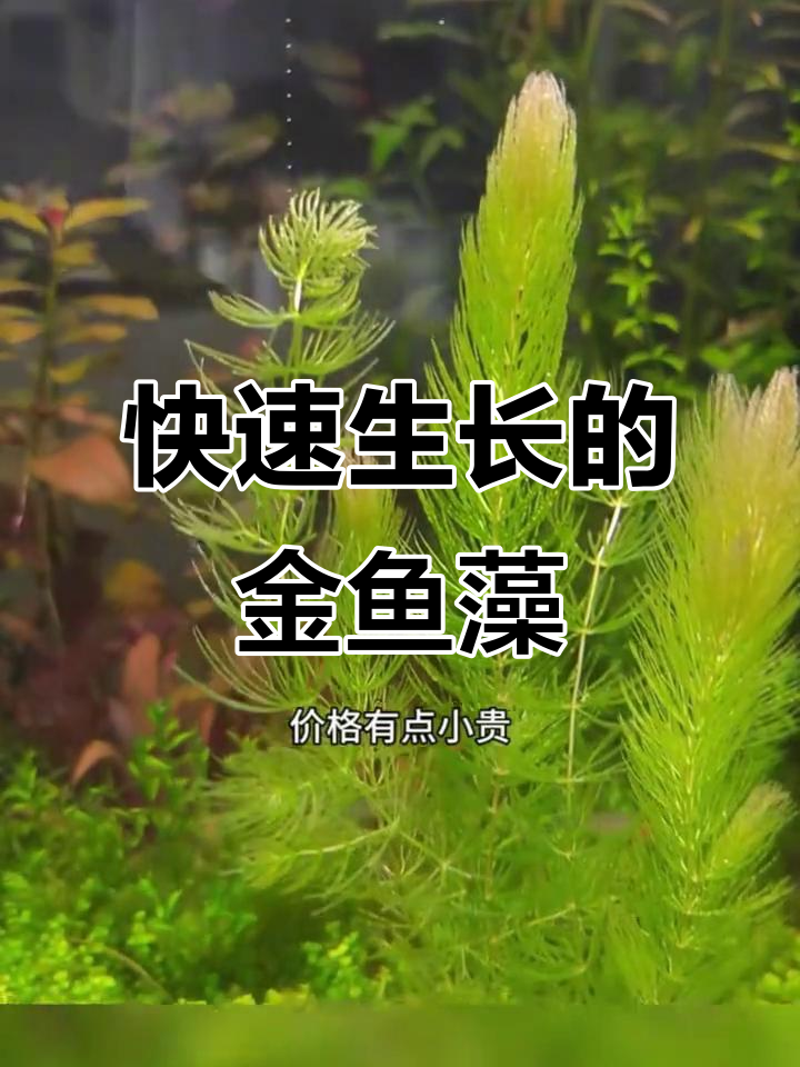 金鱼藻:无根水草,轻松养爆缸,净水能力超强