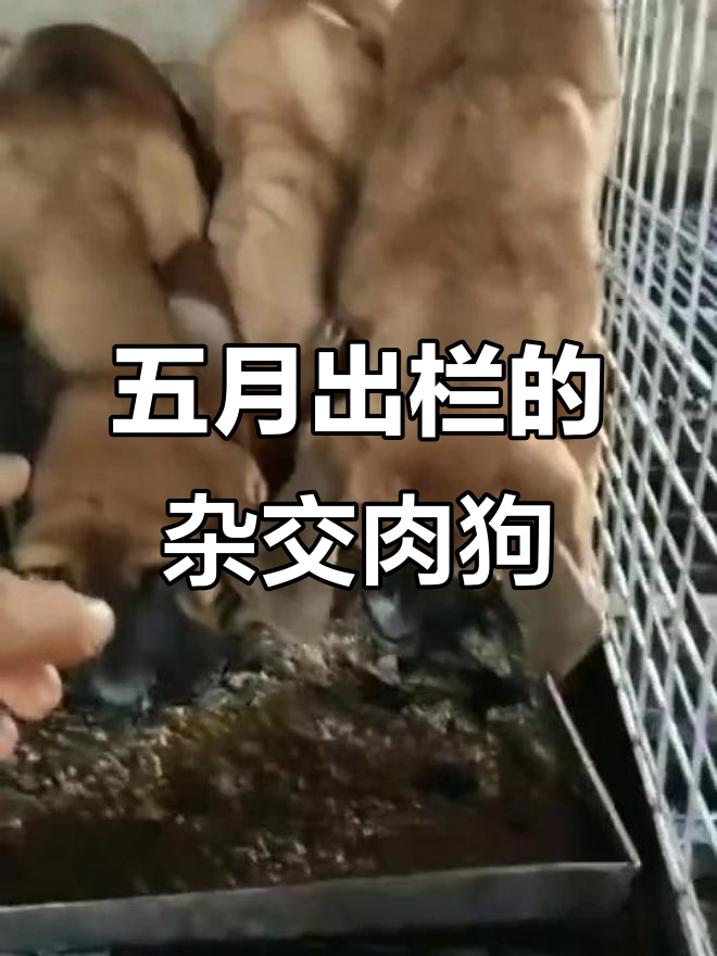 杂交肉狗养殖,五个月快速出栏,平均体重80斤以上