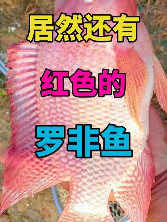 居然还有红色的罗非鱼