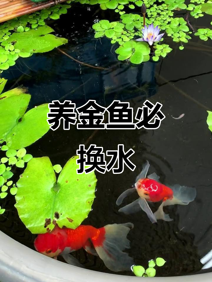 金鱼换水技巧：如何保持水质清新，促进健康生长