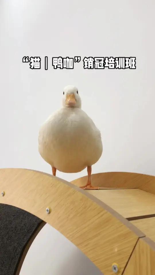 快送你的猫/鸭去上班啦!柯尔鸭可爱视频 柯尔鸭绝味 萌宠出道计划