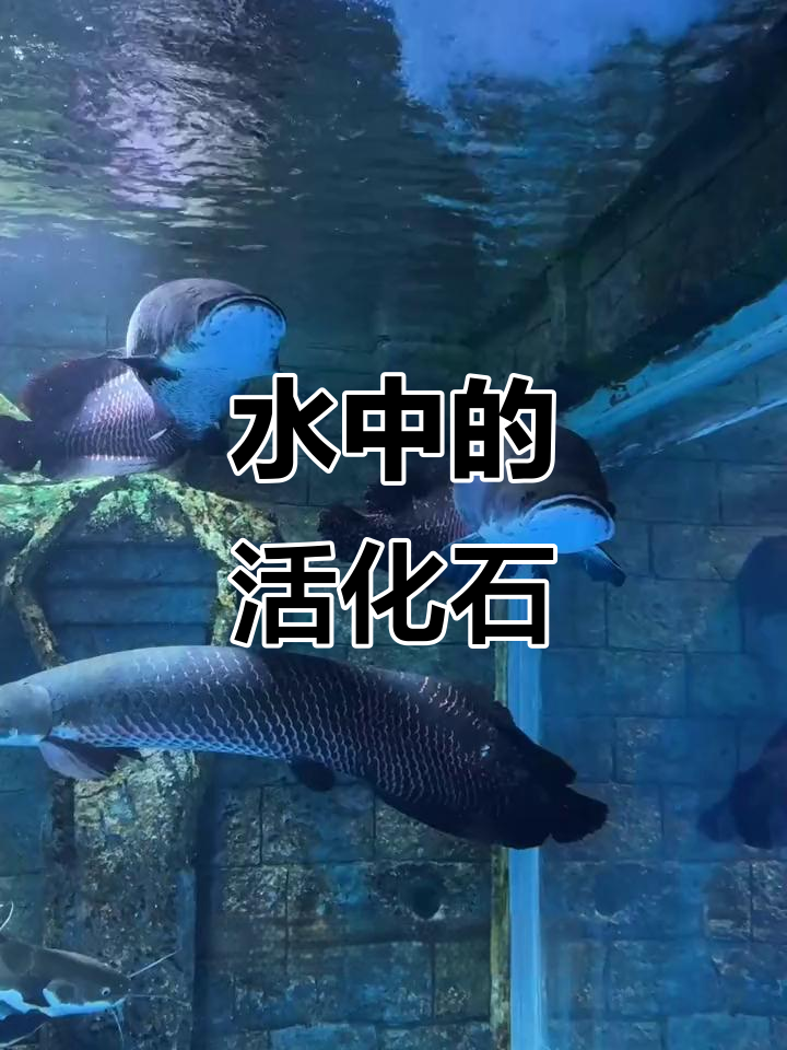 巨骨舌鱼:恐龙亲戚,水中活化石揭秘