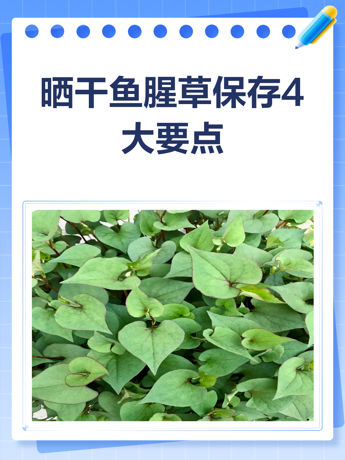 晒干鱼腥草保存秘籍,4大要点大公开!