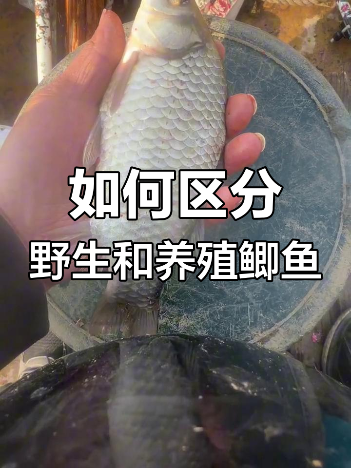 养殖鲫鱼与野生鲫鱼的辨别技巧