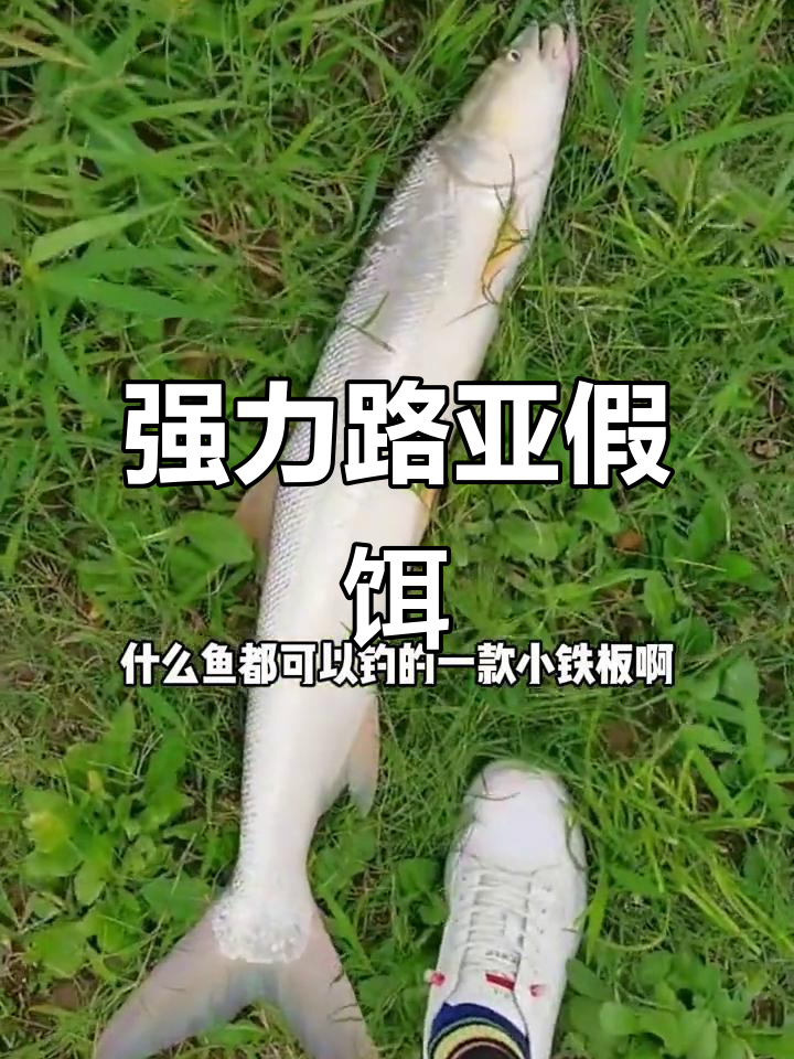 路亚假饵钓鱼神器,远投小铁板助力钓获多种鱼类