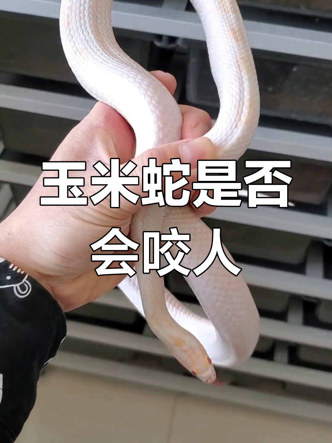 玉米蛇到底咬不咬人?了解宠物蛇的习性