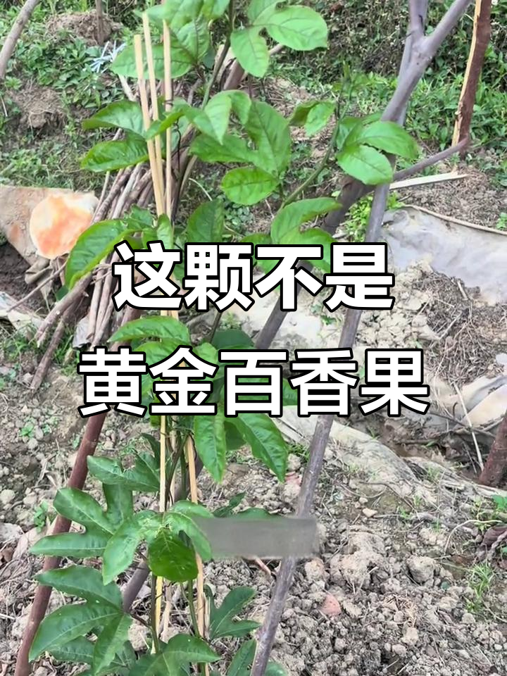 买的黄金百香果竟然是紫色?叶子形状不对,不甜怎么办
