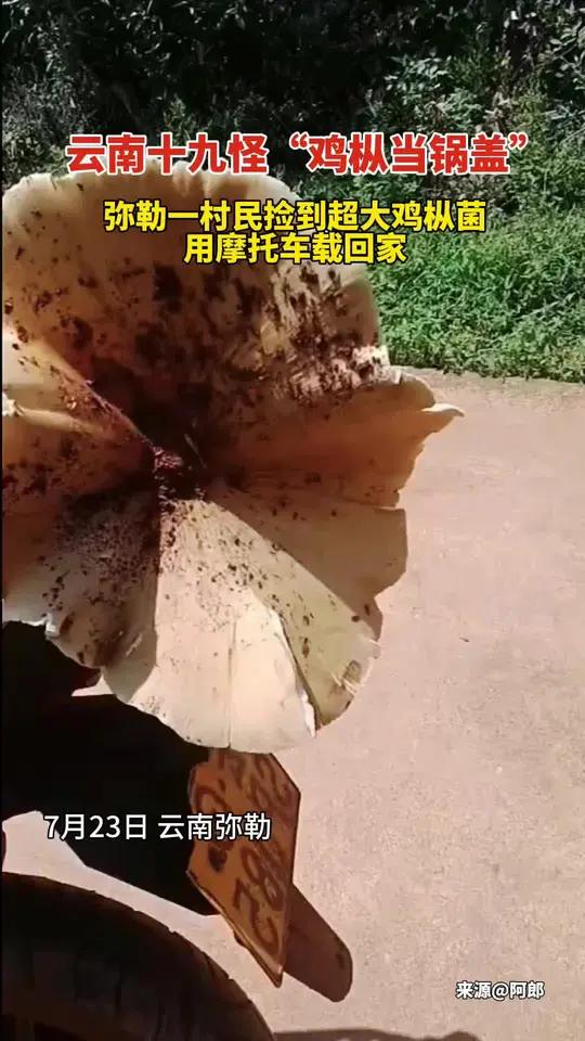 云南十九怪“鸡枞当锅盖”！弥勒一村民捡到超大鸡枞用摩托车载回家