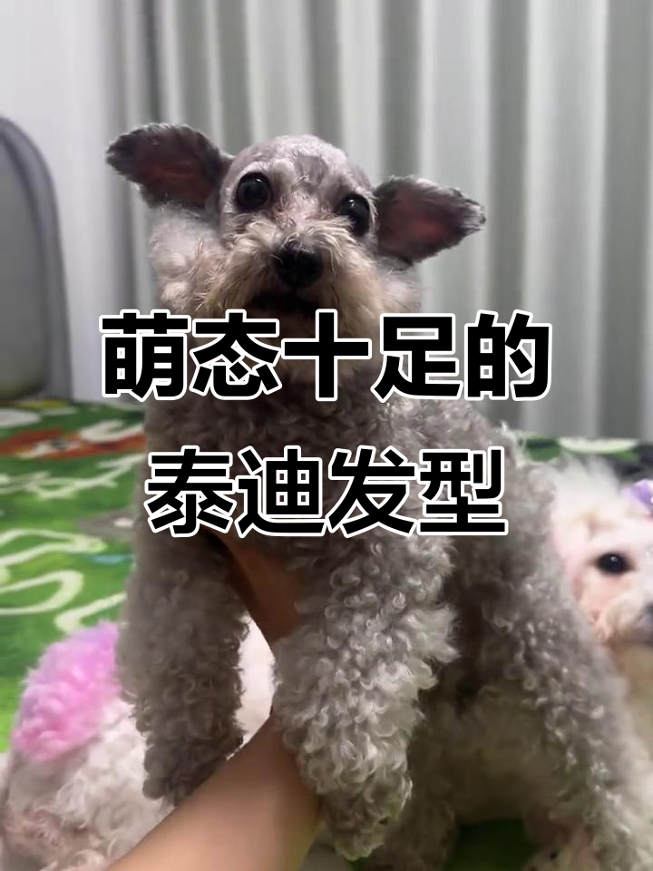 泰迪造型超萌,昨天尝试新发型,瞬间可爱翻倍!